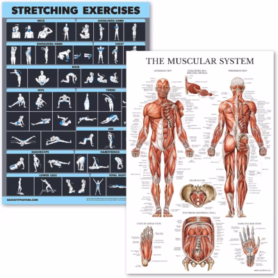 Stretching exercise poster
