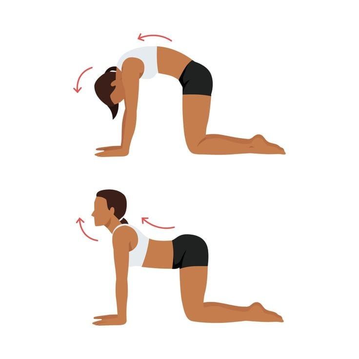 Graphic of a woman doing cat pose and cow pose